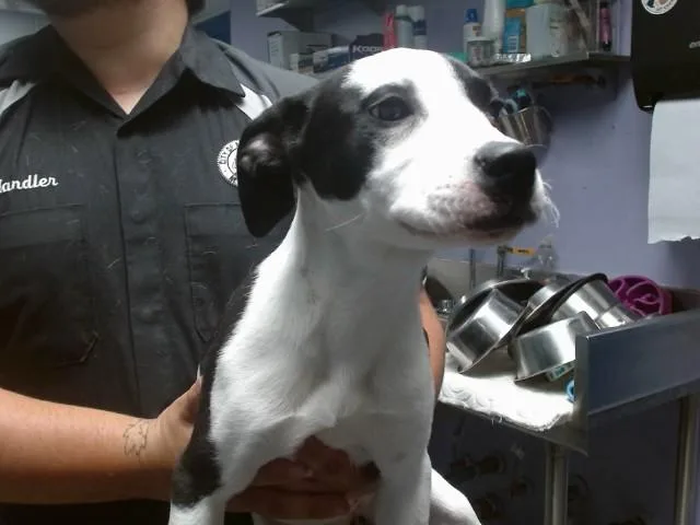 A baby small-sized female Pointer dog named Panzona for adoption in Albuquerque, NM