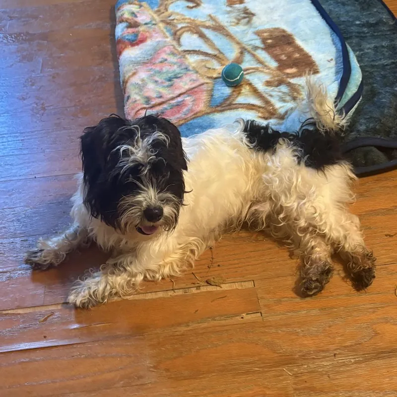 An adult small-sized male White / Cream Maltese dog named Rivera for adoption in Austin, TX