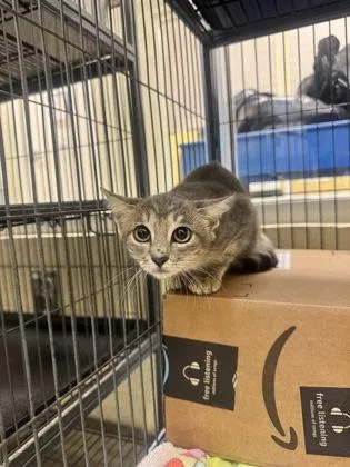 A young small-sized female Domestic Short Hair cat named Peepers for adoption in Vero Beach, FL