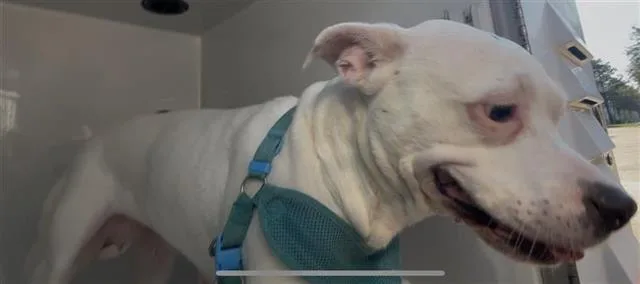 A young medium-sized female Pit Bull Terrier dog named Halo for adoption in Houston, TX