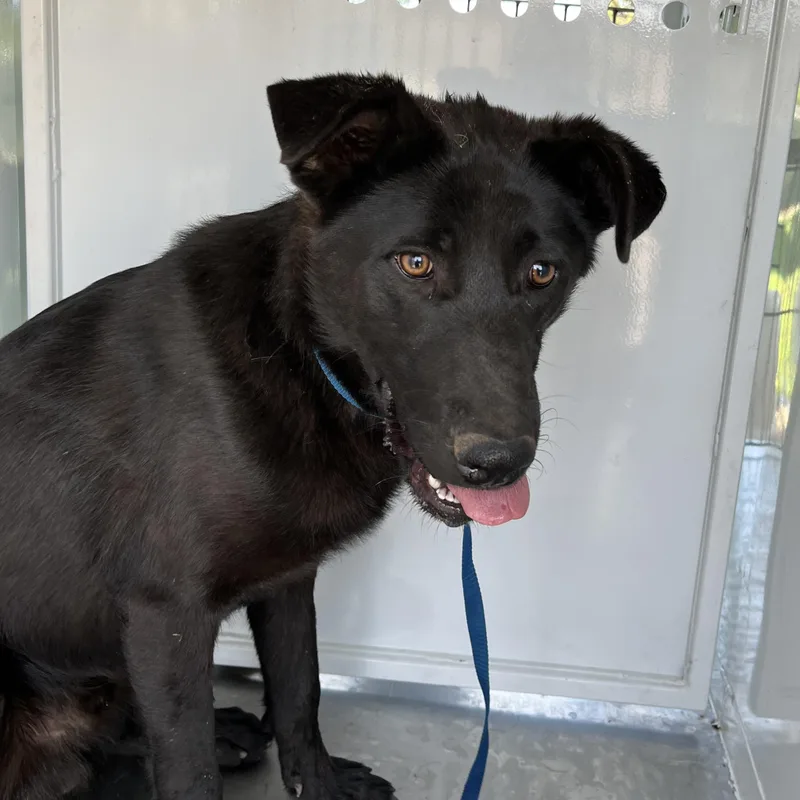 An adult large-sized male German Shepherd Dog dog named Harry for adoption in Oakdale, CA