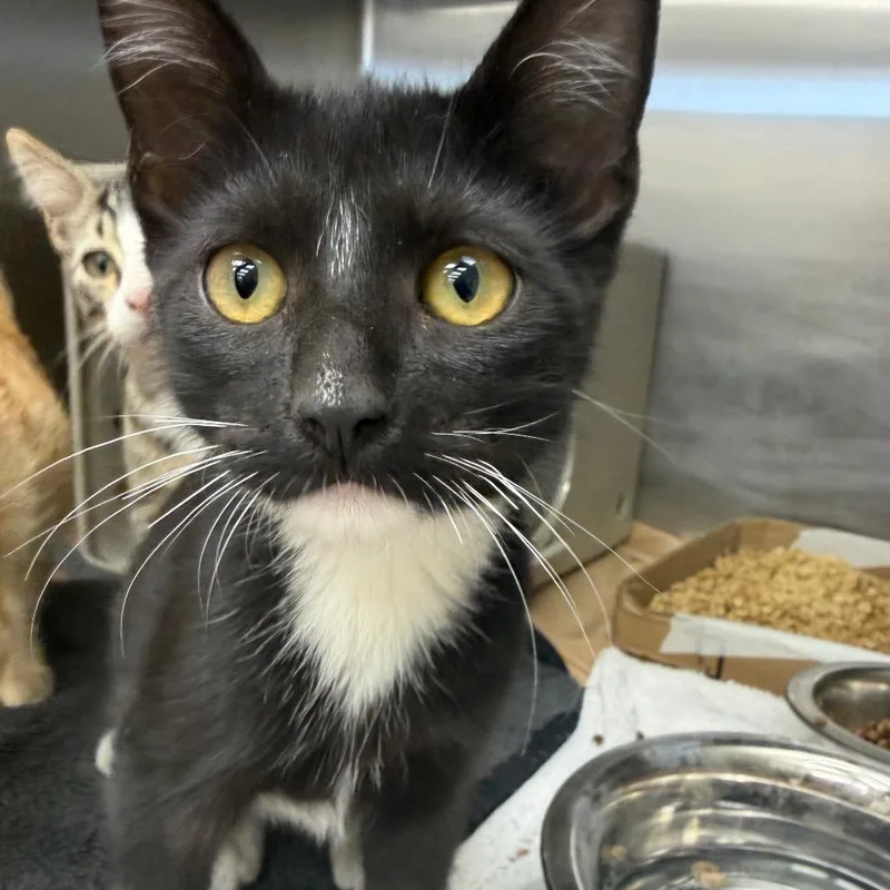 A baby small-sized male Black Domestic Short Hair cat named Tackle for adoption in Bastrop, TX