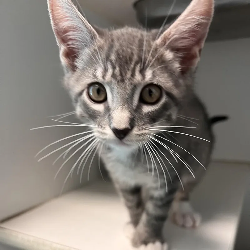 A baby small-sized male Domestic Short Hair cat named Macadamia for adoption in Hawthorne, CA