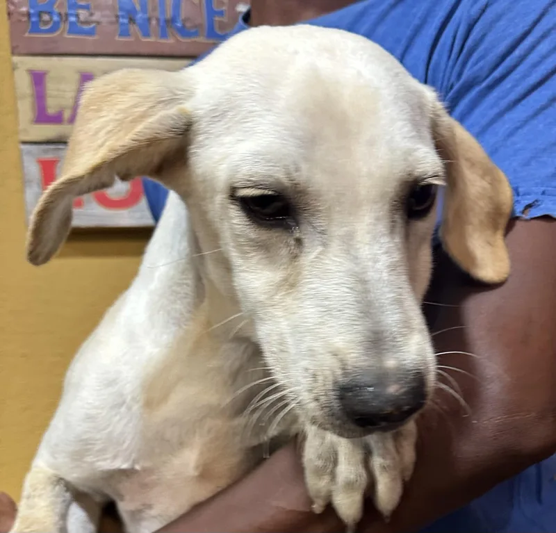A baby medium-sized male Labrador Retriever dog named Hercial  Local July for adoption in Brookshire, TX