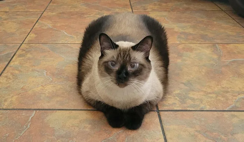 An adult large-sized female Domestic Short Hair cat named Coco for adoption in tucson, AZ