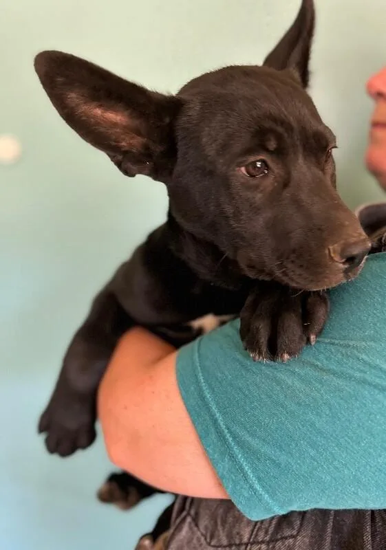 A baby large-sized female Black Shepherd dog named Teal for adoption in Van Nuys, CA