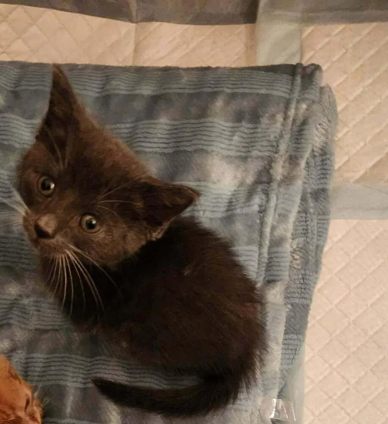 A baby small-sized male Gray & White Domestic Short Hair cat named Knuckles for adoption in Chicago, IL