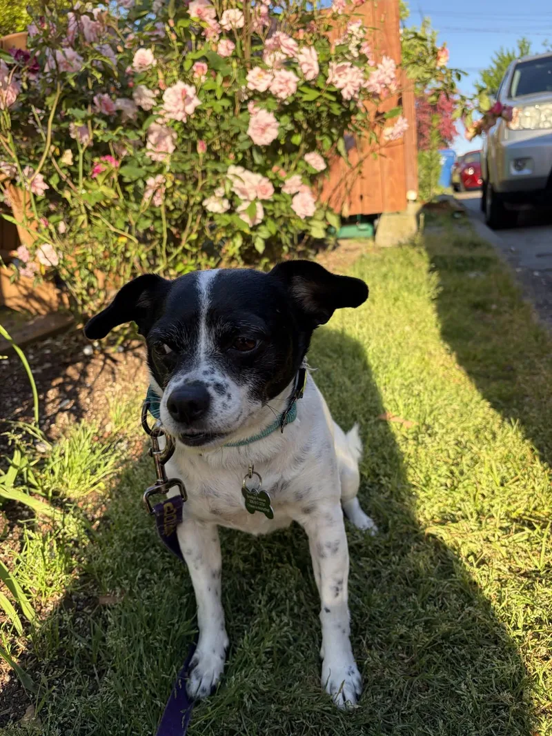 A senior small-sized female Bicolor Chihuahua dog named Layla for adoption in Covington, WA