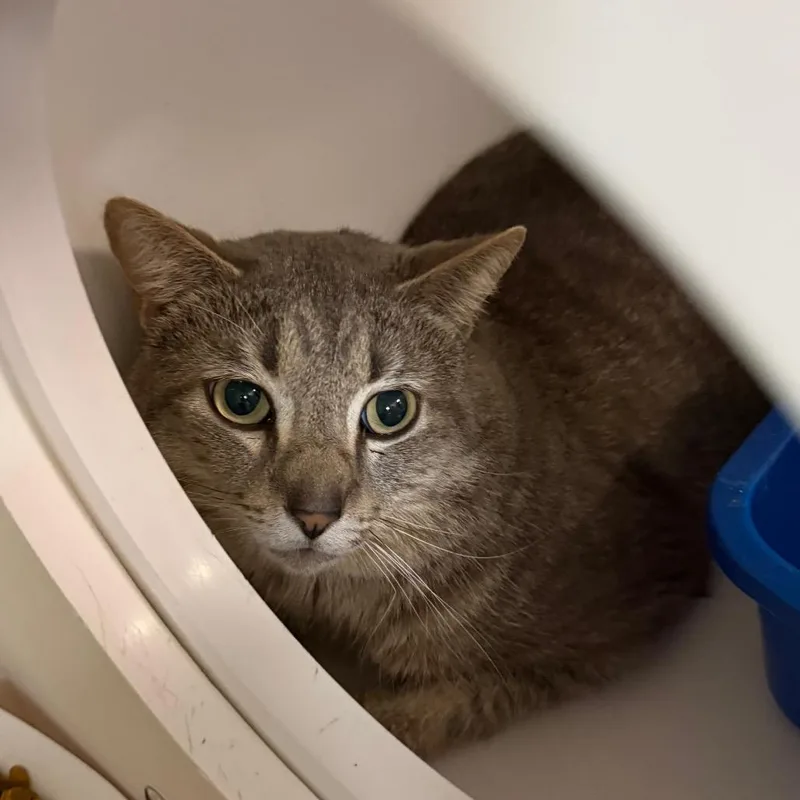 A young large-sized male Gray / Blue / Silver Domestic Short Hair cat named Working Cat Horn for adoption in Tacoma, WA
