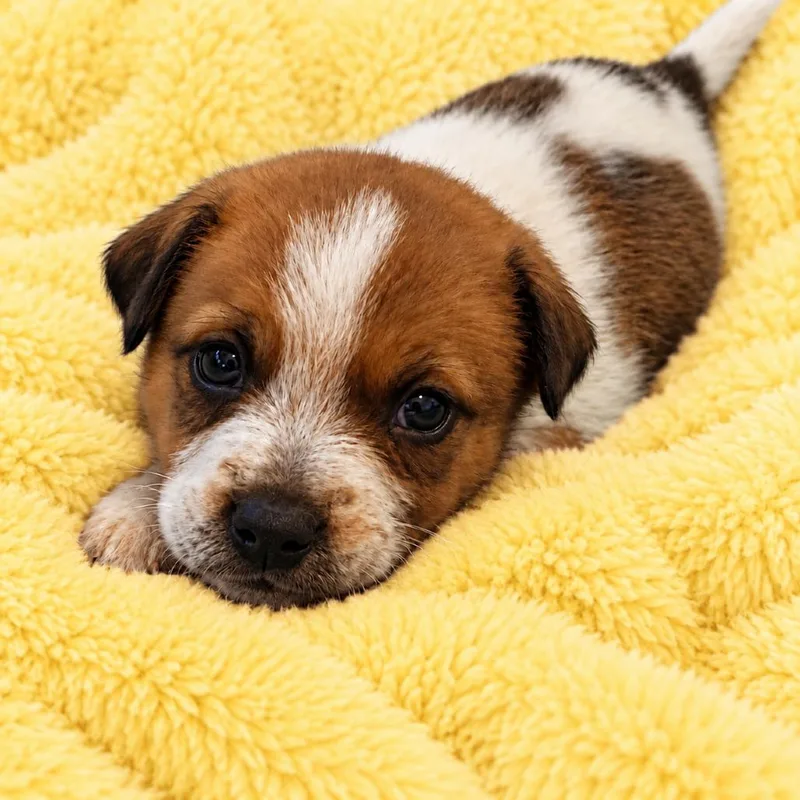 A baby medium-sized male White / Cream Cattle Dog dog named Archie for adoption in St. Peters, MO