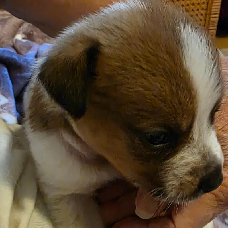 Archie thumbnail 2