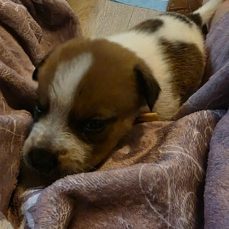 Archie thumbnail 3