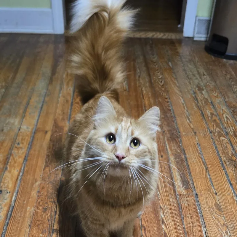 An adult extra large-sized male Orange / Red Domestic Medium Hair cat named Nacho for adoption in Vineland, NJ