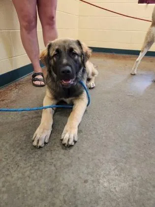 An adult large-sized male Mixed Breed dog named King for adoption in Independence, MO