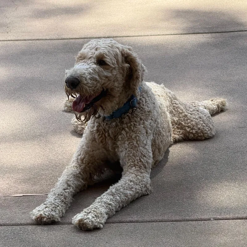 An adult large-sized male Apricot / Beige Golden Retriever dog named Yoshi for adoption in San Diego, CA