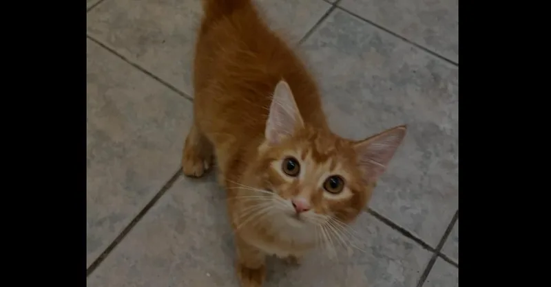 A baby small-sized female Orange & White Domestic Short Hair cat named Ariel for adoption in Naranjito, PR