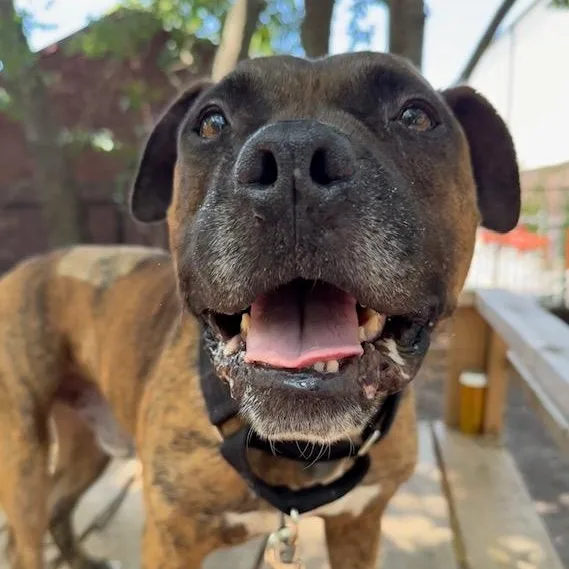 An adult medium-sized male Brindle Mixed Breed dog named Nephew for adoption in Charleston, SC