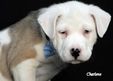 An adult large-sized male Yellow / Tan / Blond / Fawn Pit Bull Terrier dog named Bubba for adoption in Newland, NC