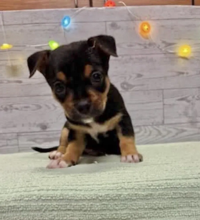 A baby medium-sized male Terrier dog named Juice for adoption in Bothell, WA