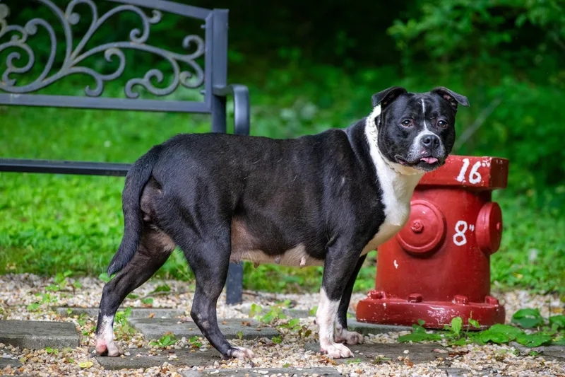 An adult large-sized female Black Pit Bull Terrier dog named Butterball for adoption in Sevierville, TN