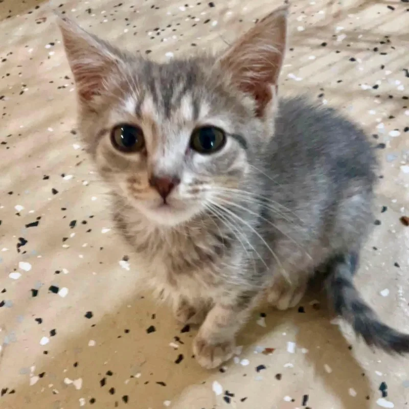 A baby medium-sized male Tabby (Gray / Blue / Silver) Domestic Short Hair cat named Thor for adoption in Detroit, MI