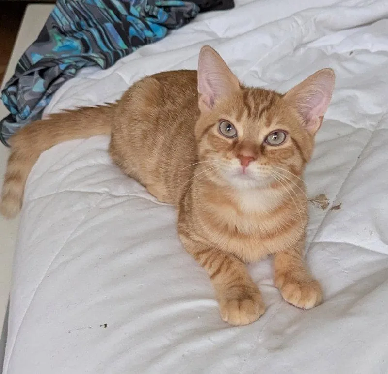 A young medium-sized male Tabby cat named Rooster for adoption in Ocala, FL