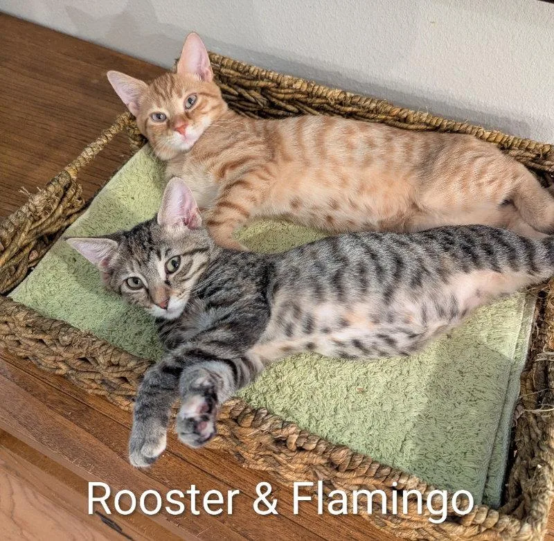 Rooster thumbnail 2