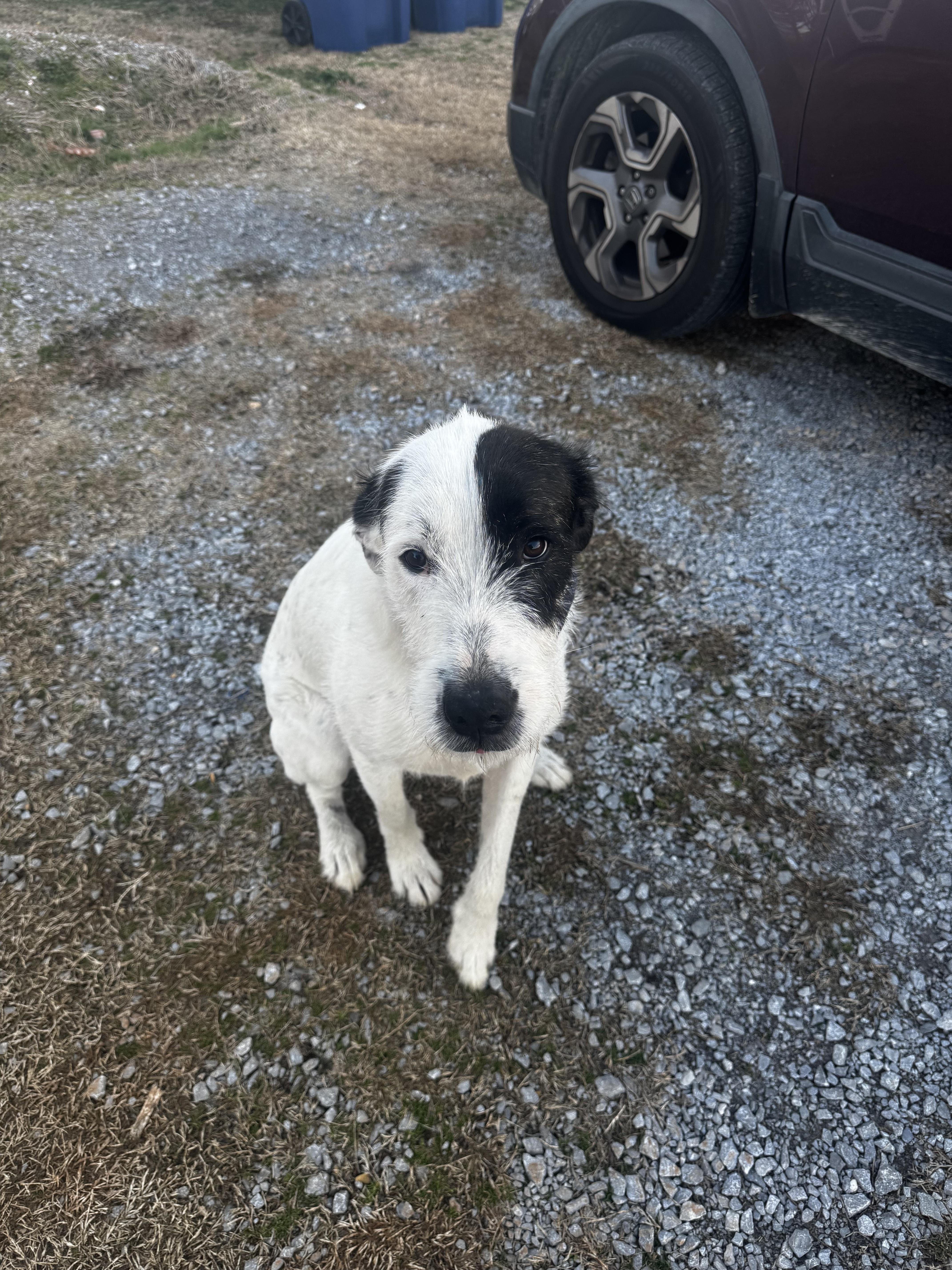 A young large-sized male White / Cream Irish Wolfhound dog named Tyson for adoption in Gadsden, AL