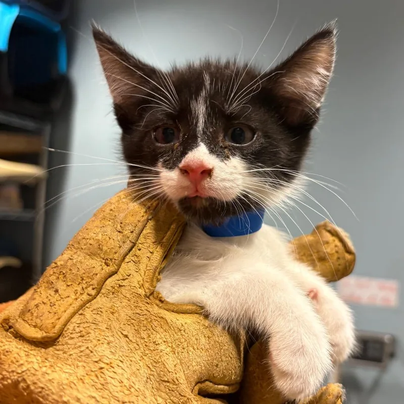 A baby small-sized male Black Domestic Short Hair cat named Jalapeno for adoption in Chattanooga, TN