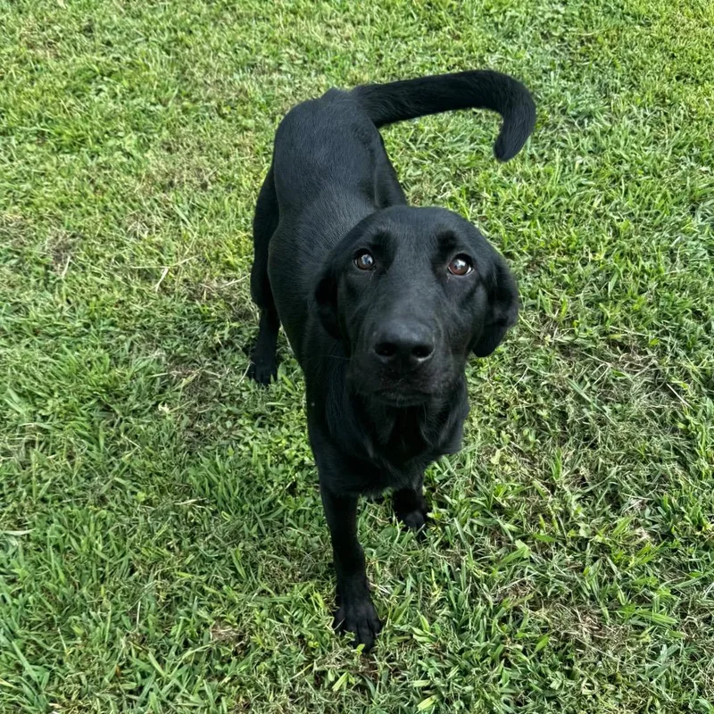 A young medium-sized female Black Labrador Retriever dog named Britney Allen for adoption in Brownsboro, AL