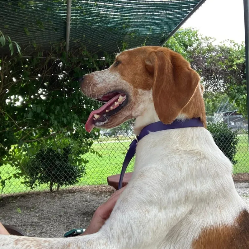 An adult medium-sized male Treeing Walker Coonhound dog named Asher for adoption in Windsor, VA
