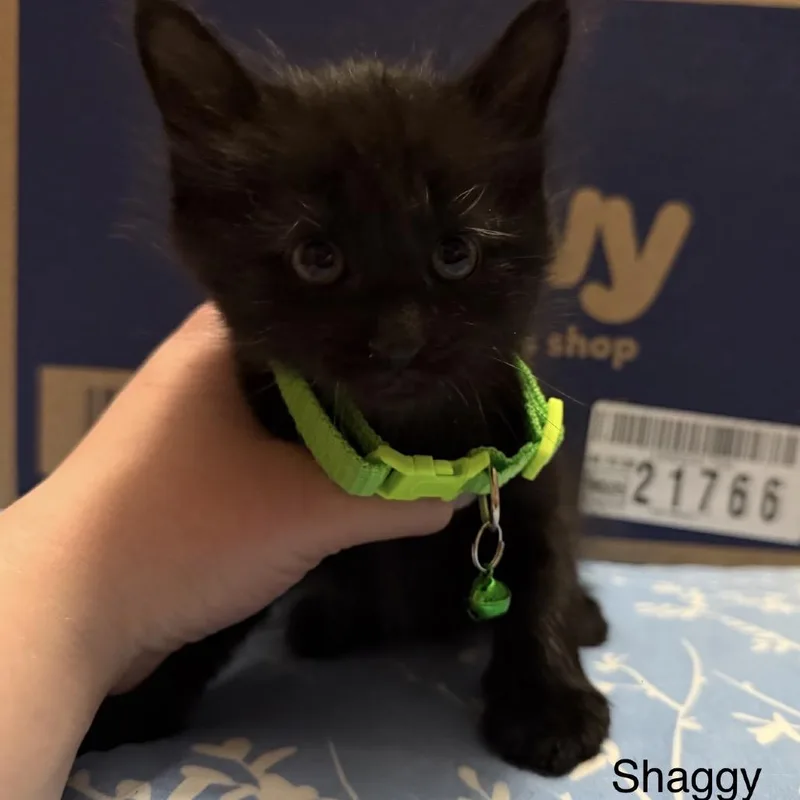 Shaggy
