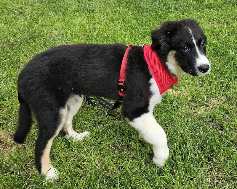 Puppy Dodger thumbnail 2