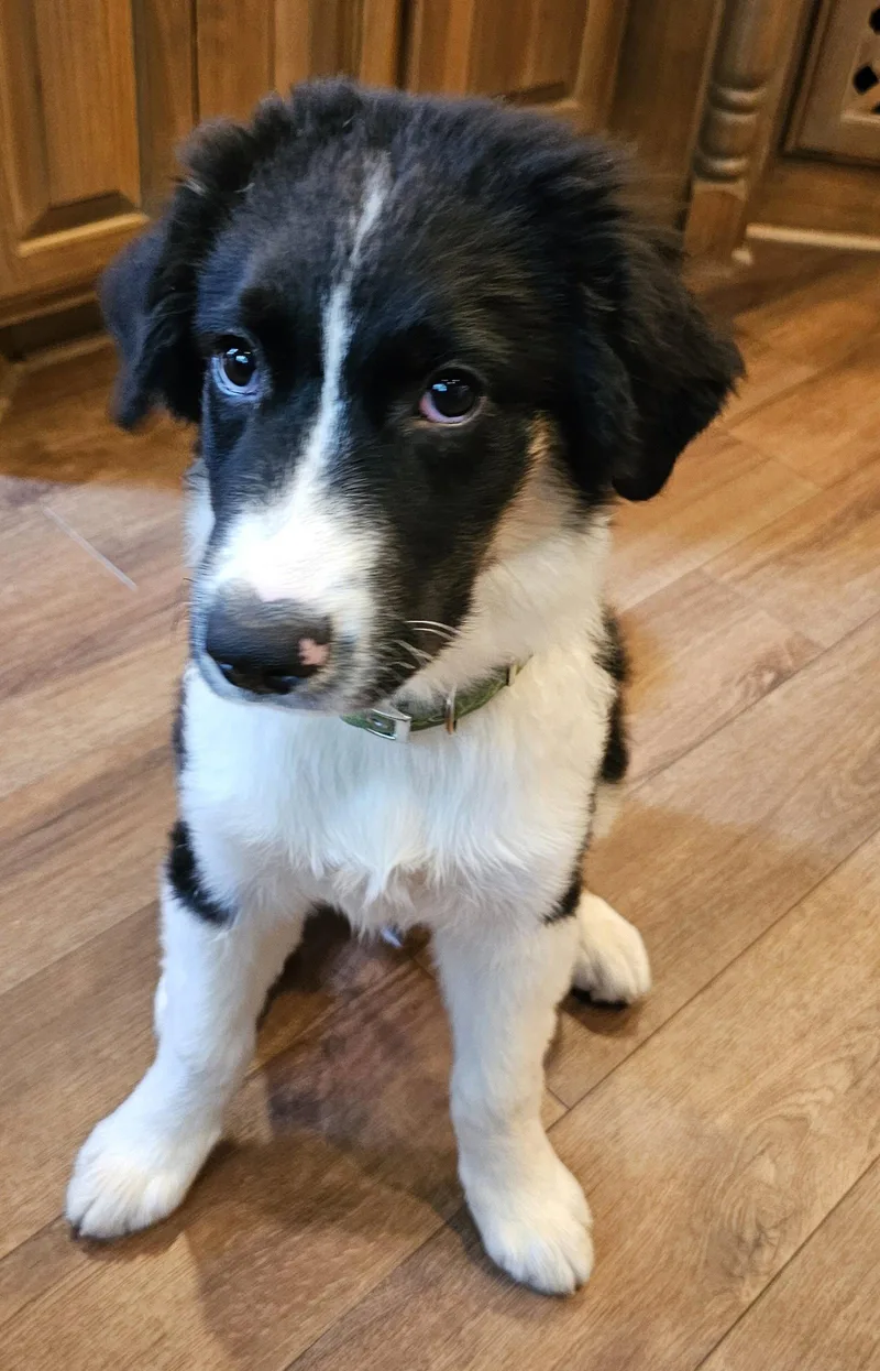 Puppy Dodger thumbnail 3