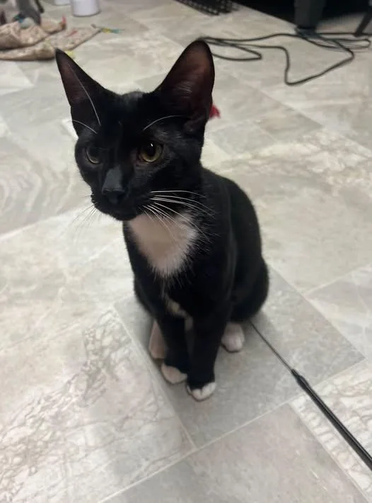 A young small-sized male Tuxedo cat named Mac for adoption in Richmond Dale, OH