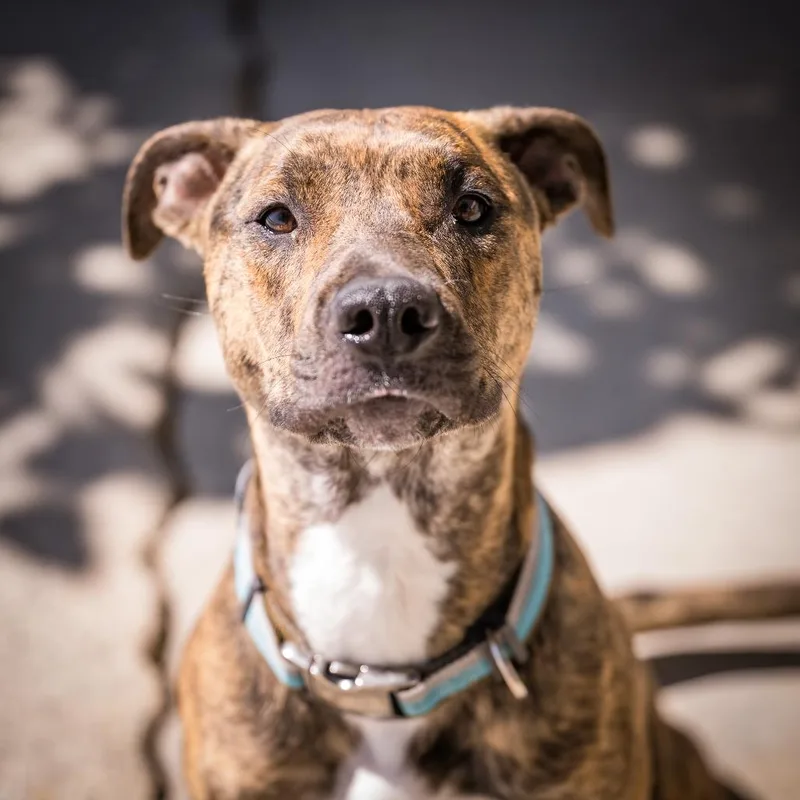 A young medium-sized female Brindle Cattle Dog dog named Nova for adoption in Joshua Tree, CA