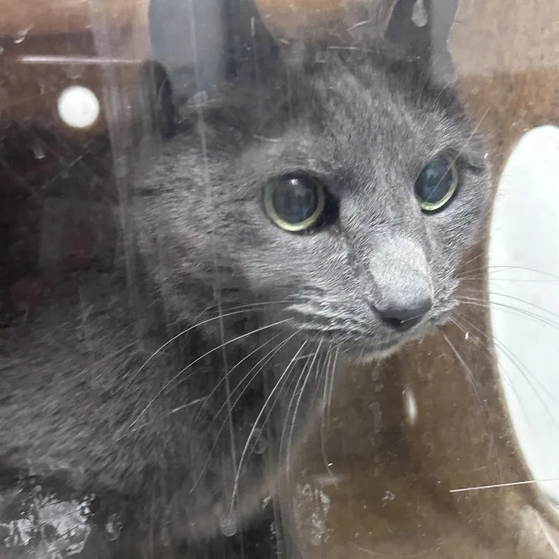 A senior medium-sized female Gray / Blue / Silver Domestic Short Hair cat named Sheba Diva for adoption in Philadelphia, PA