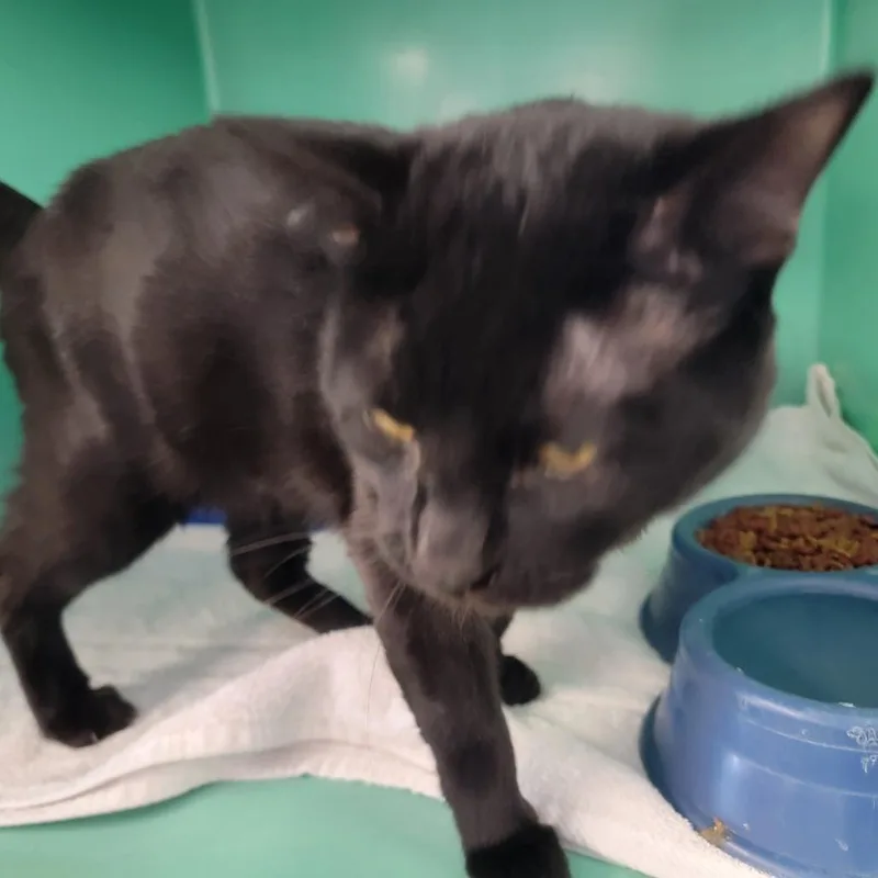 An adult large-sized male Black Domestic Short Hair cat named Sully for adoption in Spanish Fork, UT