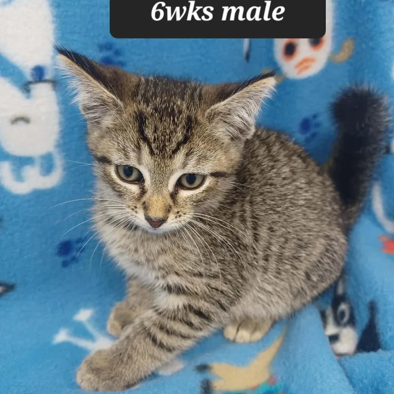 A baby small-sized male Domestic Short Hair cat named Wonder for adoption in New Tazewell, TN