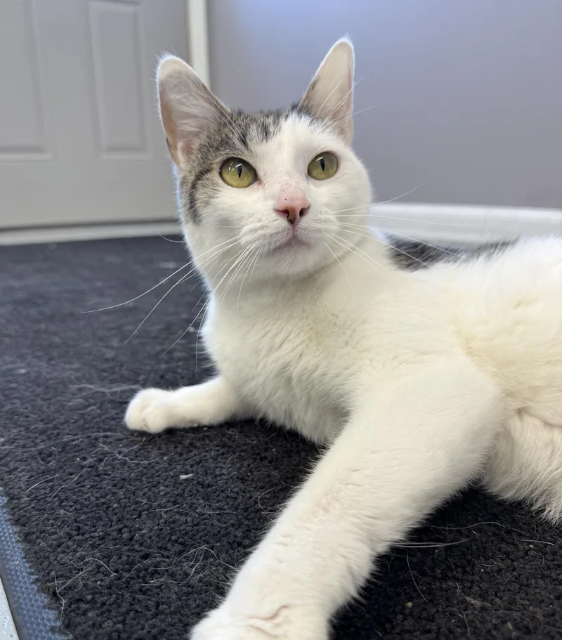 Smoopers thumbnail 2