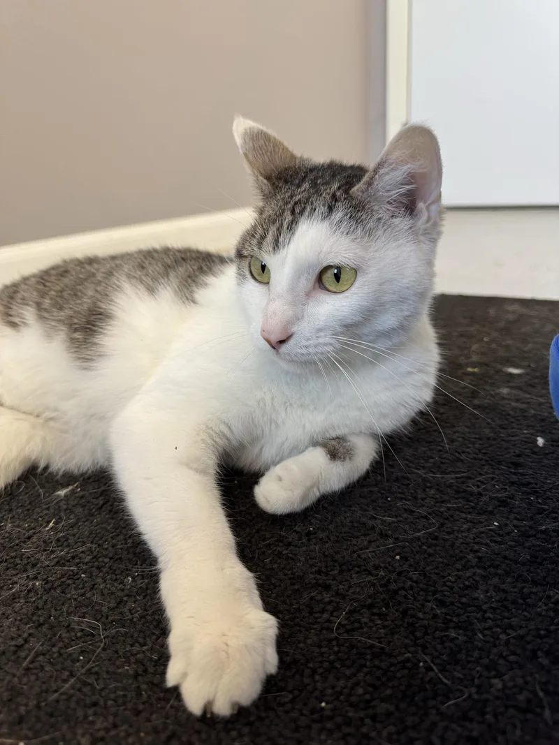 Smoopers thumbnail 3