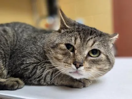 A young medium-sized male Domestic Short Hair cat named Bravo for adoption in Westland, MI