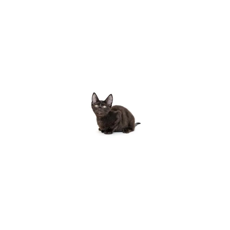 A baby small-sized female Black Domestic Short Hair cat named Cleo for adoption in Playa Vista, CA
