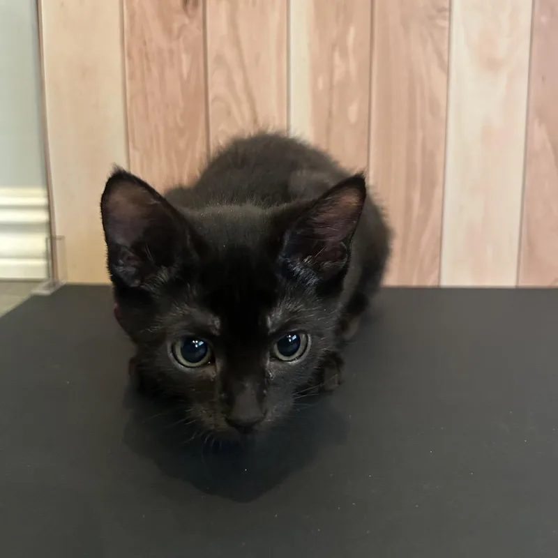 Cleo thumbnail 2