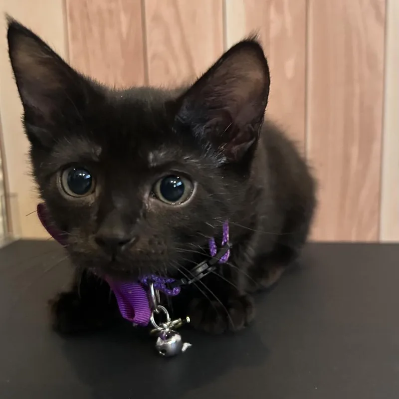 Cleo thumbnail 3