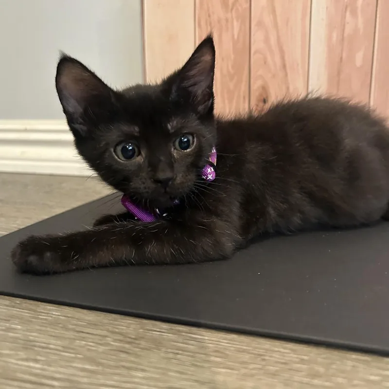 Cleo thumbnail 4