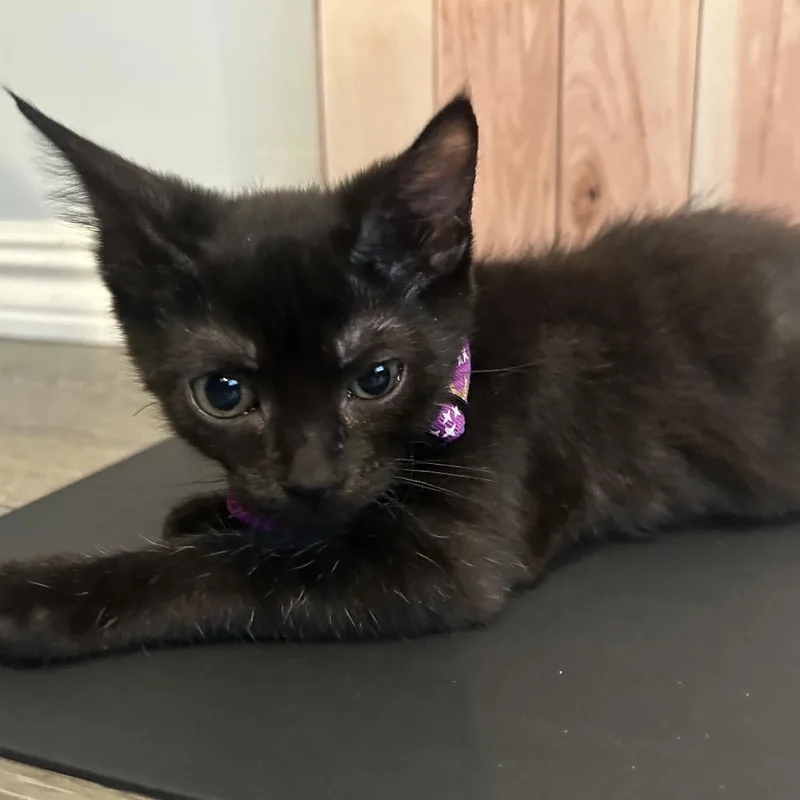 Cleo thumbnail 5