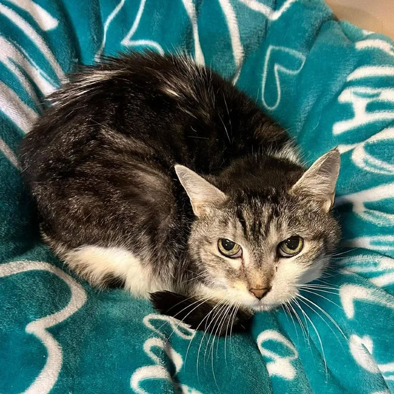 A senior medium-sized female Brown / Chocolate Domestic Short Hair cat named Ladybug for adoption in Irwin, PA