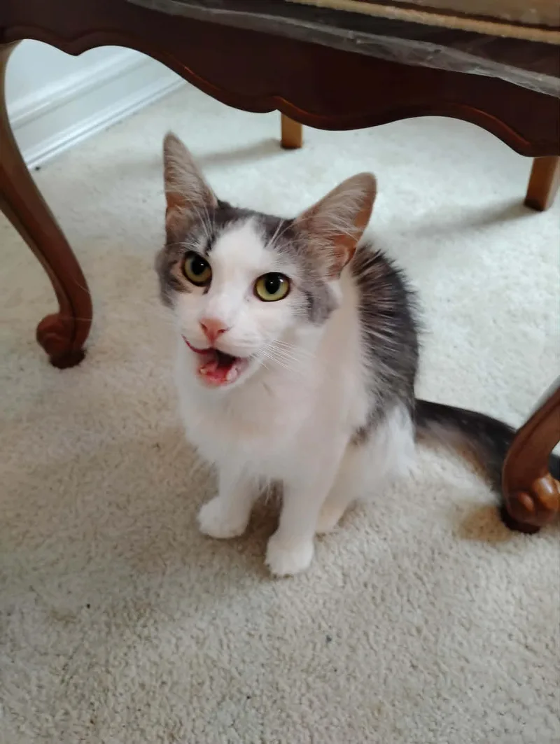 An adult medium-sized female Gray & White Domestic Medium Hair cat named Penelope for adoption in Bayonne, NJ