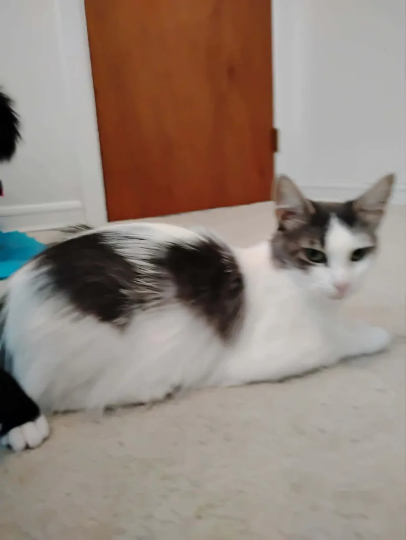 Penelope thumbnail 4